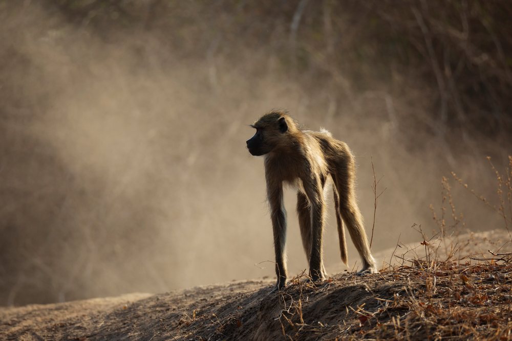 Baboon stands on dry ground amidst dust and sparse foliage, Wildlife, Mfuwe, South Luangwa National Park, Zambia.