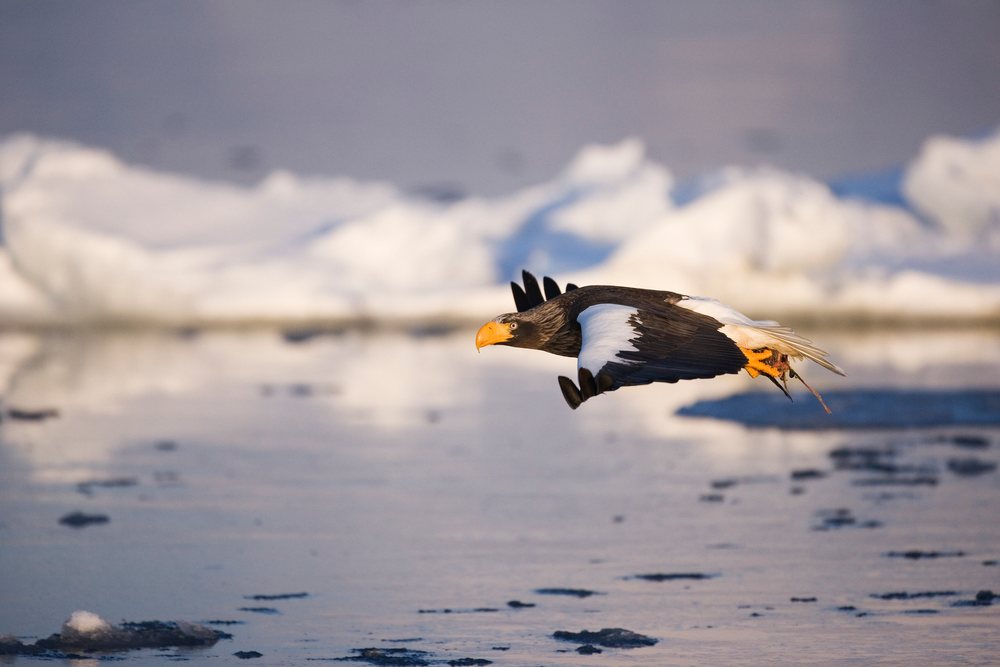 Steller's sea eagle flying low over icy water in the Nemuro Channel, Hokkaido during winter, Japan, Asia.