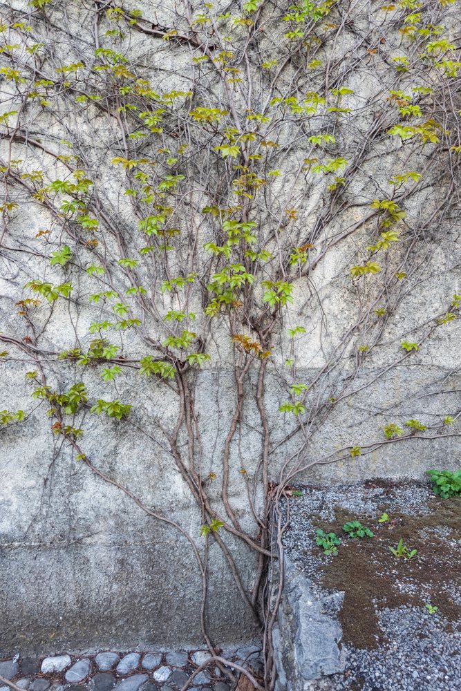 Virginia Creeper vine with fresh green leaves climbs a mossy stone wall beside cobblestone ground, landscape, cityscape, Šmartno, Slovenia.