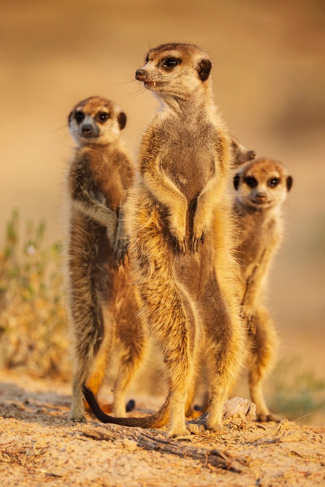 Three meerkats stand alert on sandy ground in the Kalahari Desert at Sunrise, Wildlife, Vanzylsrus, Northern Cape, South Africa.