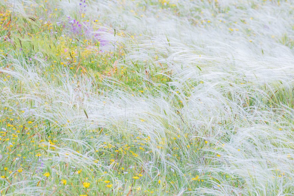 European feather grass blades blowing amid yellow and purple wildflowers in a meadow, Matera, Basilicata, Italy.