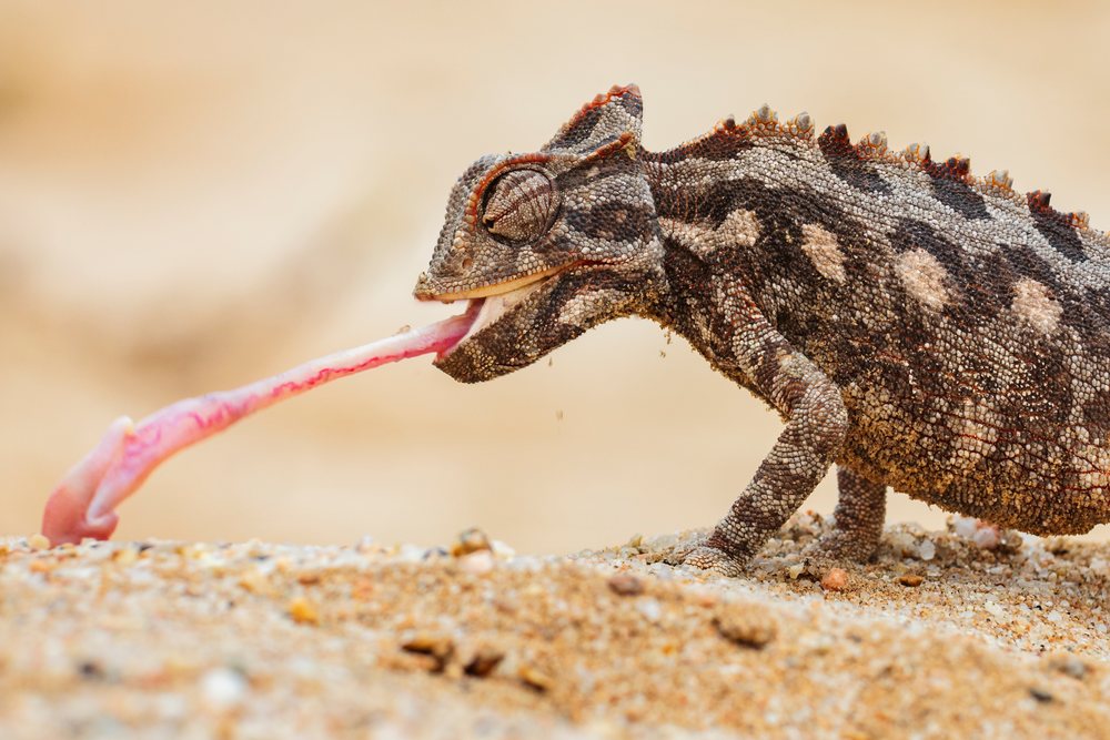 Namaqua chameleon hunting prey by extending its tongue on sandy desert ground, landscape, wildlife, Swakopmund, Erongo, Namibia.