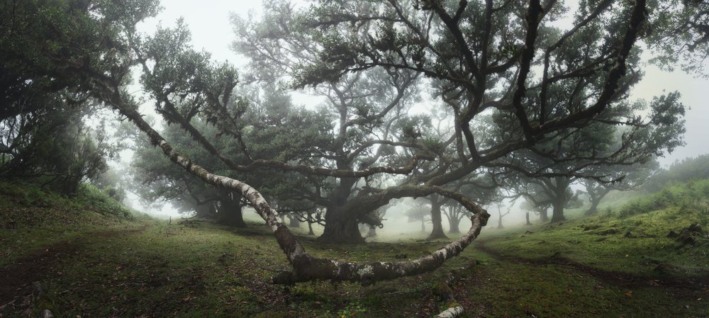Dense fog envelops moss-covered trees and twisted branches in a green forest, Madeira Island.