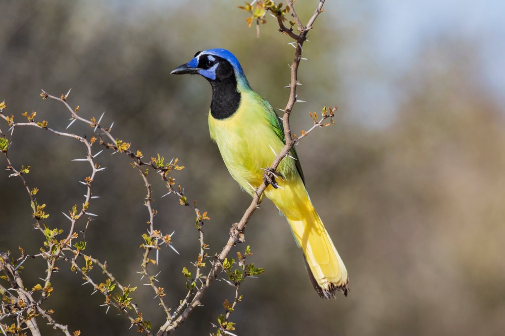 Green Jay perched on a thorny branch with vibrant plumage at Santa Clara Ranch in South Texas wildlife habitat, McCook, USA.