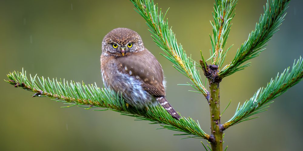 Northern pygmy owl with yellow eyes and white-spotted brown feathers perched on a green pine branch in its natural forest habitat.
