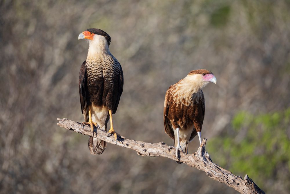 Two Crested Caracaras with distinctive beak colors perched on a dead branch in a natural outdoor setting at Santa Clara Ranch, Wildlife, McCook, Texas, USA.