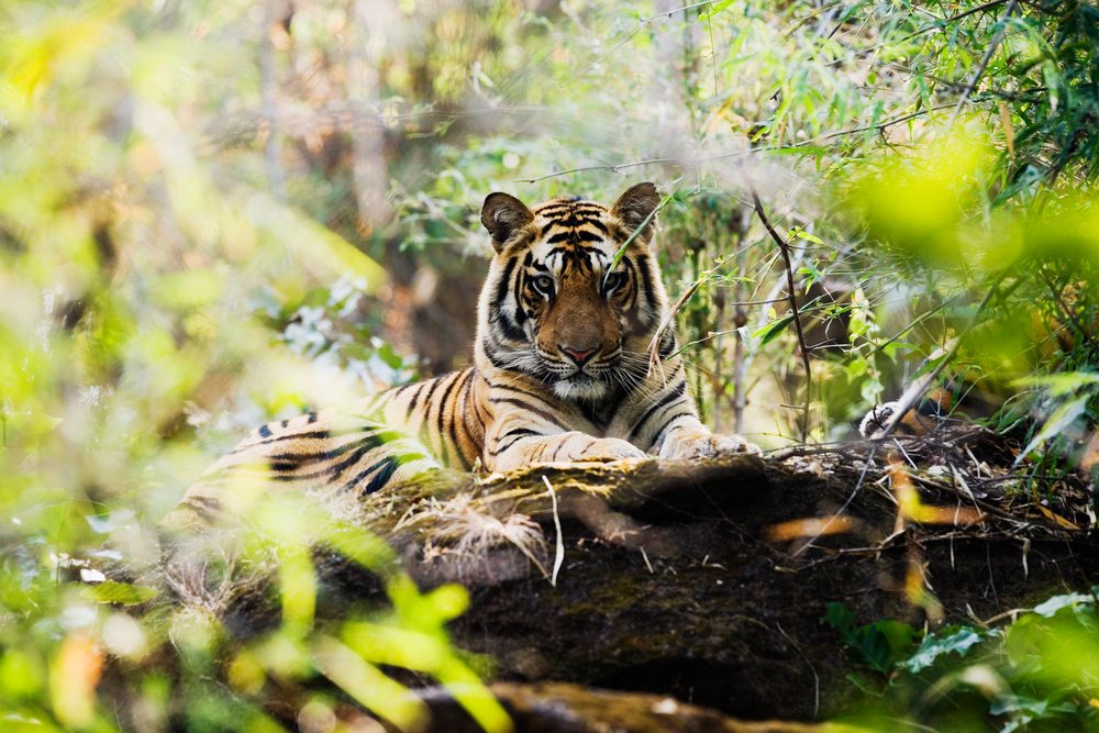 Tiger laying on a rock surrounded by dense green foliage in a wild natural forest habitat.