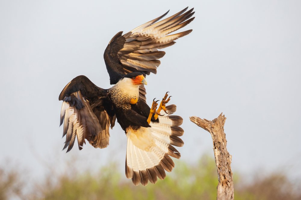 Crested caracara bird with wings spread lands on a Dead Tree branch at Santa Clara Ranch, Wildlife, McCook, Texas, USA.