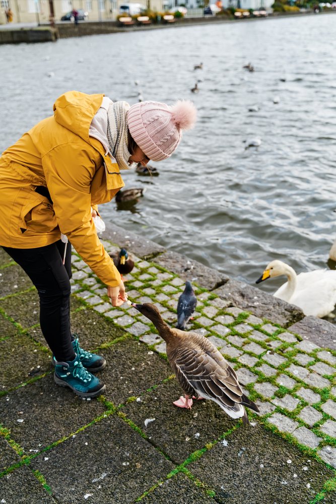 A woman wearing a yellow jacket and pink knitted hat feeds a brown goose by a lake shore, Iceland.