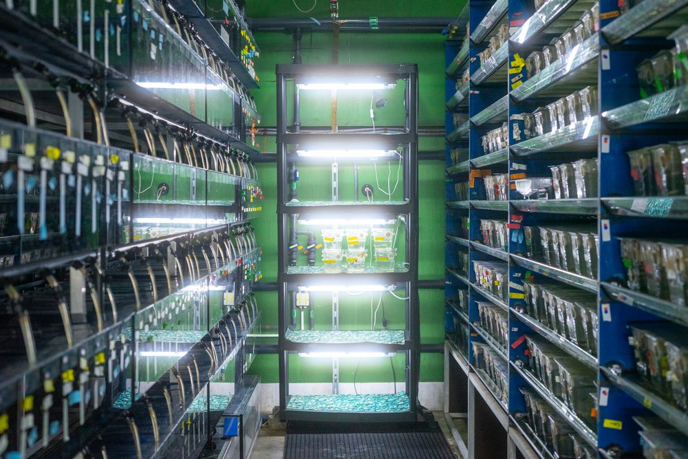 Aquarium tanks with artificial lighting arranged on shelves inside a scientific research laboratory, Spain.