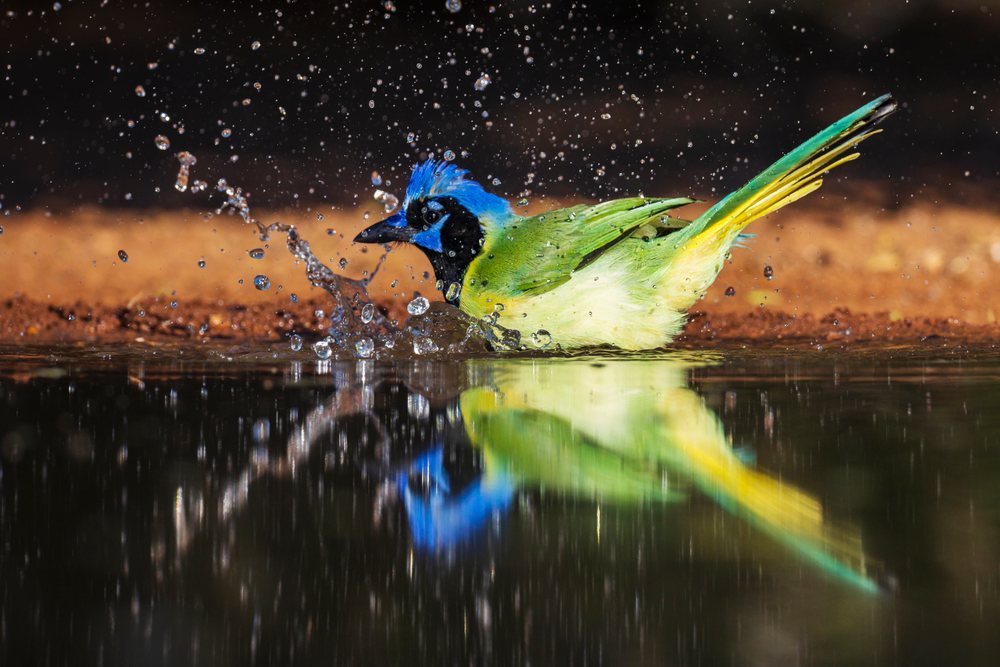 Green Jay bird bathing in water with splashing droplets and reflection, Wildlife, Rio Grande City, Texas, USA.
