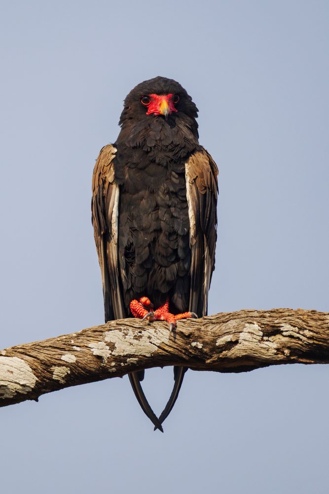 Bataleur bird perched on a tree branch against a clear sky, Wildlife, Mfuwe, South Luangwa National Park, Zambia.
