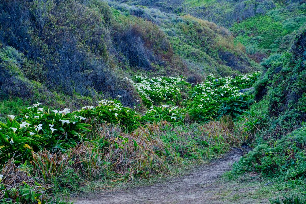 Calla lilies bloom along a hillside trail, Garrapata State Park, California, USA.