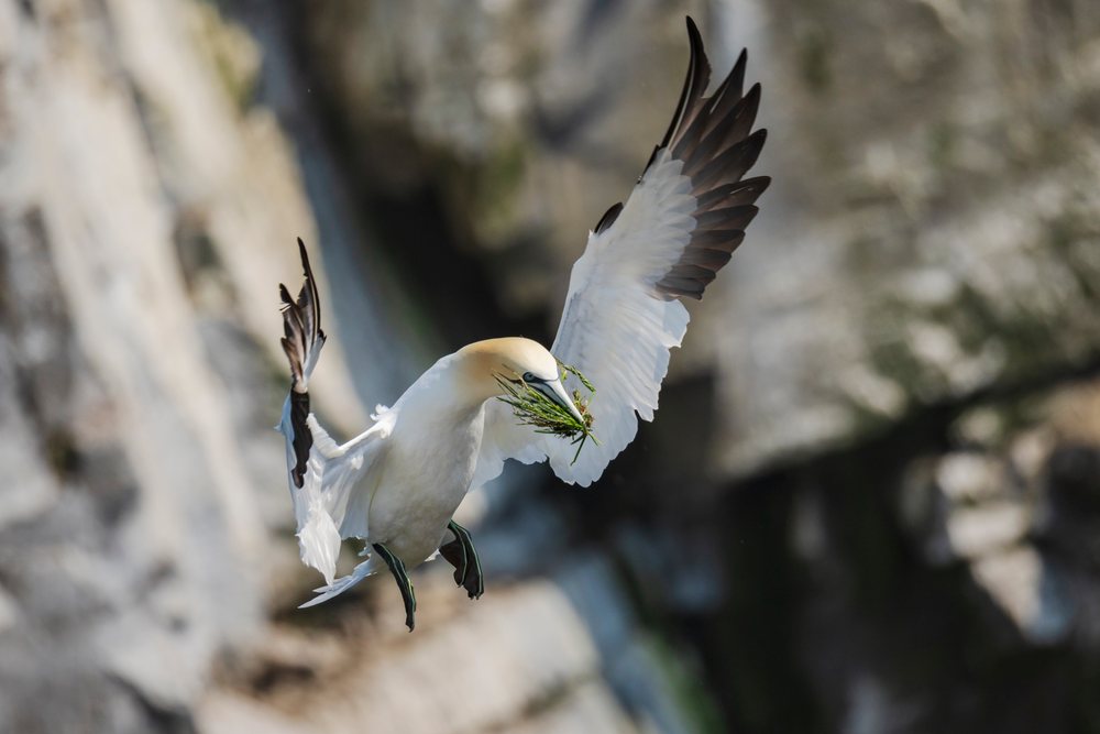 Northern gannet in flight holding nesting material, over a coastal cliff, Landscape, Cityscape, Lifestyle, Cape St Mary's Park Reserve, Newfoundland & Labrador, Canada.