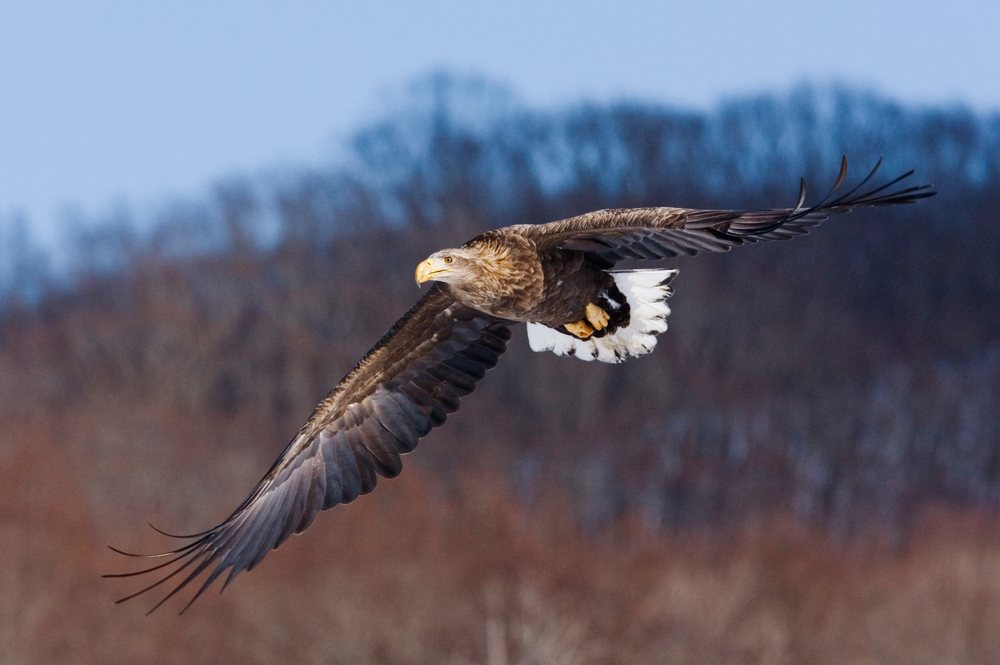 White tailed eagle soaring with outstretched wings against a blue sky and natural background.
