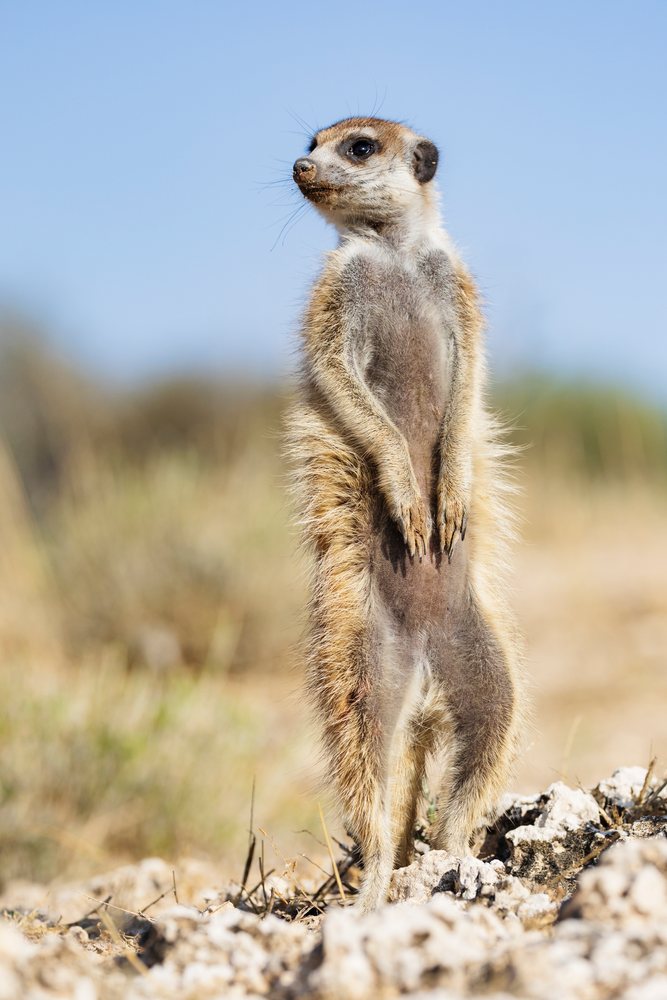 Meerkat standing alert on rocky terrain with dry grass in the Kalahari Desert, Wildlife, Vanzylsrus, Northern Cape, South Africa.