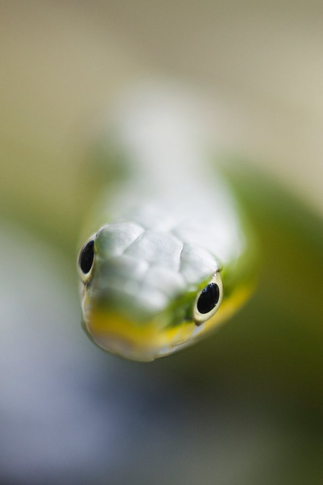 Close-up of a green tree snake head showing detailed eyes and smooth scales in a natural Texas setting, wildlife, USA.