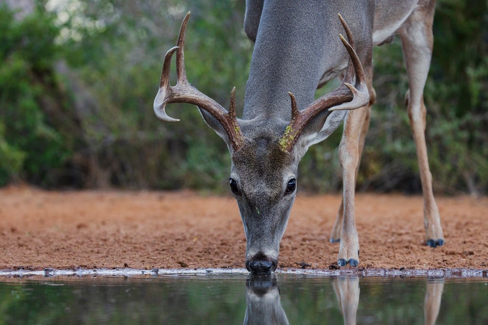 Buck with impressive antlers drinking water at a Waterhole, Wildlife, Rio Grande City, Texas, USA.