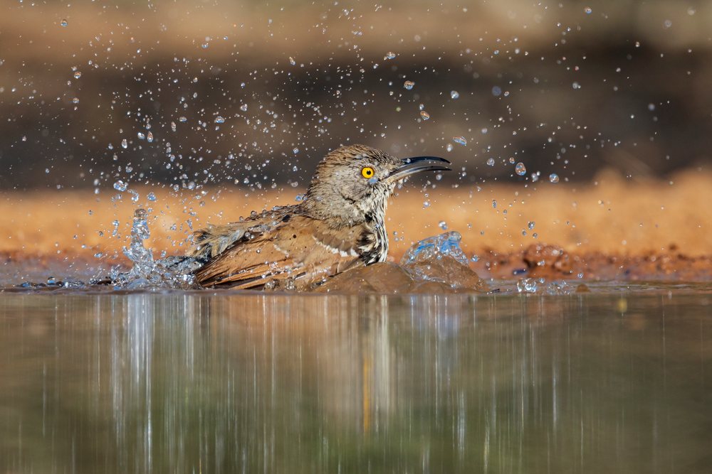 Long-billed Thrasher bird is bathing and splashing water at Santa Clara Ranch in South, Wildlife, McCook, Texas, USA.