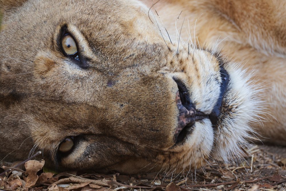 Lioness resting on dry ground covered with leaves, Wildlife, Mfuwe, South Luangwa National Park, Zambia.