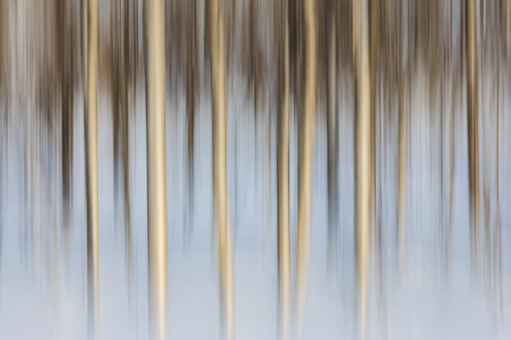 Silver Birch Trees with vertical motion blur in a snowy field during winter, Landscape, Tromsø, Norway.