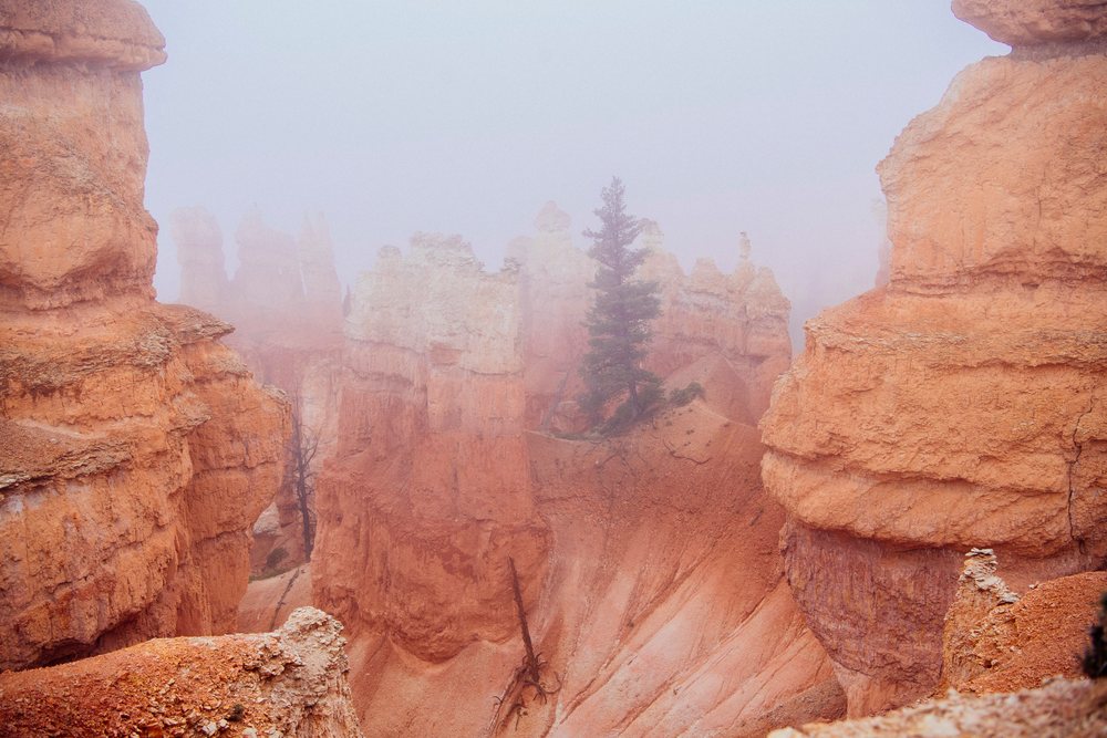Fog envelops orange and red sandstone hoodoos and pine trees in Bryce Canyon National Park, Utah, USA.