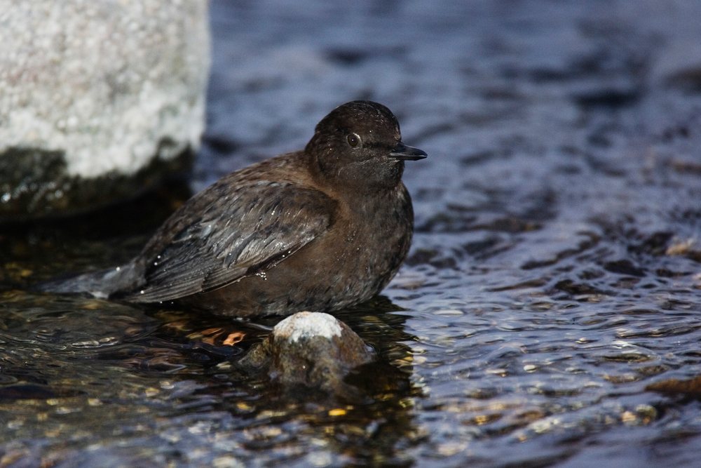 Brown dipper bird wading in shallow river water near a rock on the Shiretoko Peninsula, Hokkaido in winter, Japan, Asia.