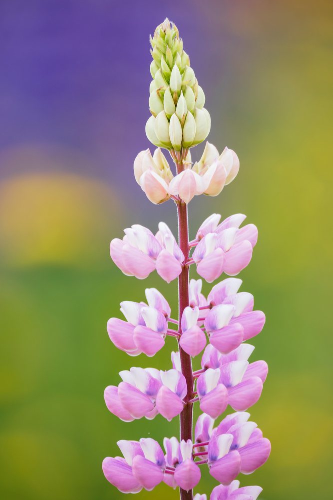 Lupine flower with pink petals blooming against a purple and green blurred background, Landscape, Wildlife, Lifestyle, Summerford, Newfoundland & Labrador, Canada.