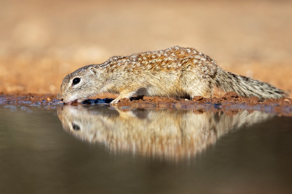 Mexican ground squirrel drinking water at a waterhole, Wildlife, McCook, Texas, USA.