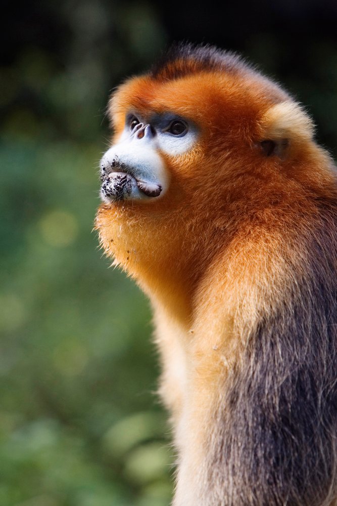 Golden monkey with vibrant orange fur shown in profile, Shaanxi Province, China.