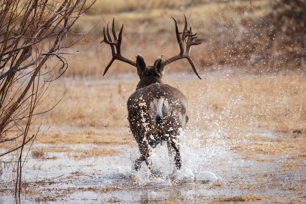 Mule Deer Buck with large antlers runs through shallow Water splashing droplets in the dry Desert Southwest habitat of Bosque del Apache, landscape, wildlife, San Antonio, New Mexico, USA.