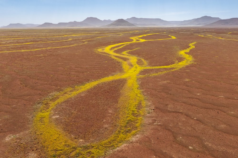 Devil's Thorn plants form yellow carpets in the arid red soil landscape of, Kunene Region, Namibia.