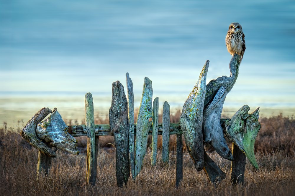 Owl perches on a weathered driftwood fence in a dry grassy field at dusk, wildlife, USA.