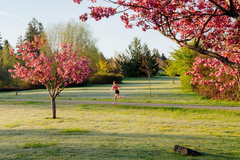 Woman Runner jogs on a paved path through a park with blossoming cherry trees, Washington in the morning, Bainbridge Island, USA.