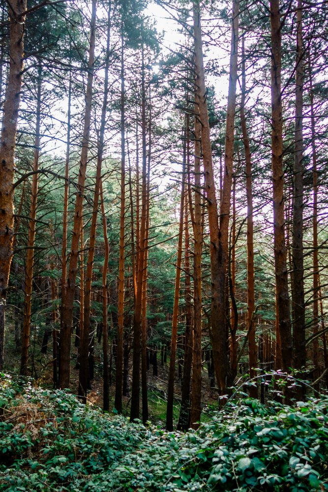 Dense pine forest with green leafy bushes covering the forest floor in Spain under natural sunlight.
