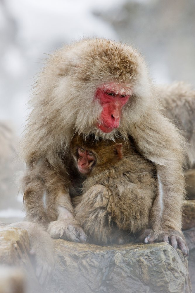 Mother Japanese macaque cuddles young macaque on rocky terrain amid snow, Nagano, Japan.