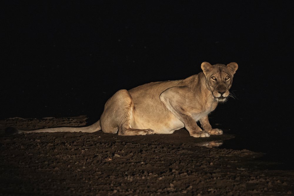 Lioness drinks water at night, with a clear water reflection visible, Wildlife, Mfuwe, South Luangwa National Park, Zambia.