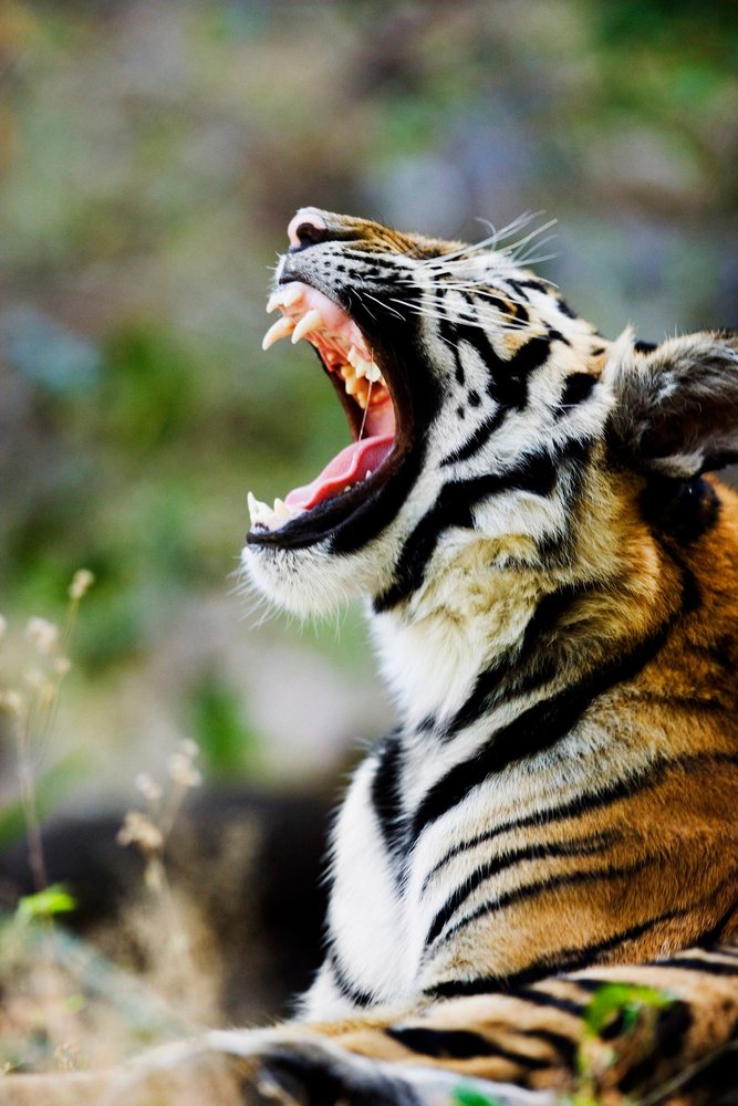 Tiger yawning outdoors with open mouth showing teeth and tongue, resting in its natural habitat.