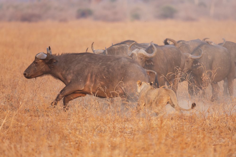 Lioness Pride chases a cape buffalo herd across the dry grass savanna, Wildlife, Mfuwe, South Luangwa National Park, Zambia.