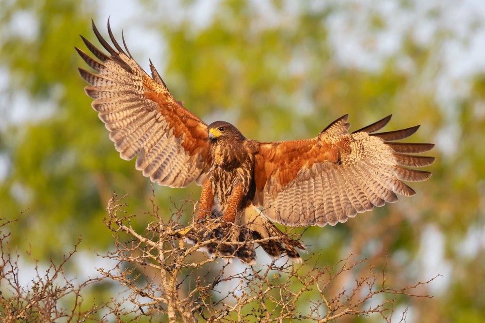 Harris Hawk landing on tree branches at Santa Clara Ranch, Wildlife, McCook, Texas, USA.