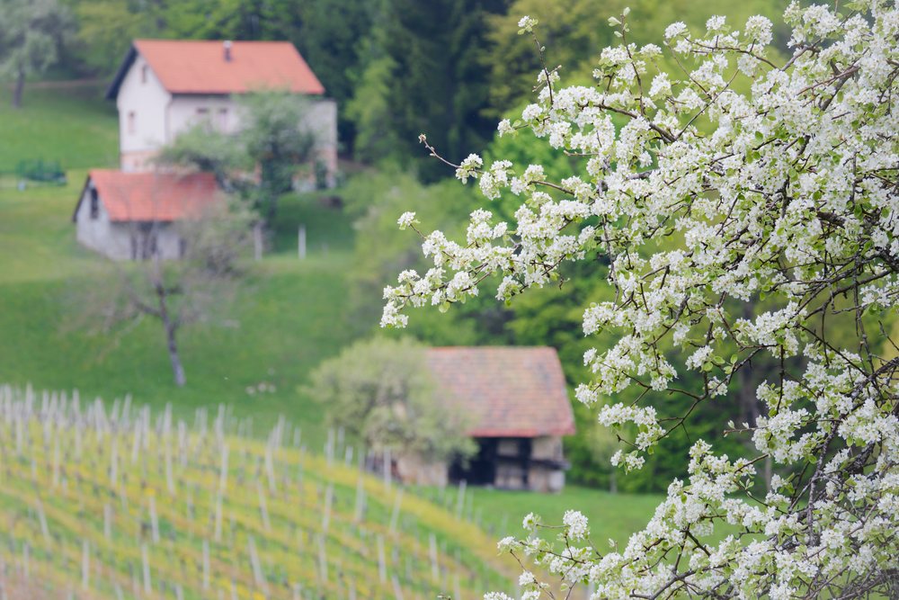 Pear blossoms on tree branches with two farm buildings and vineyard rows in Kozjanski Park during spring, landscape, cityscape, Slovenia.