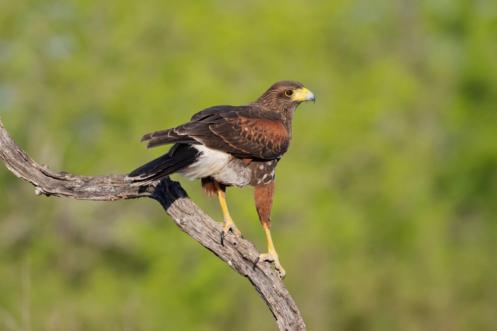 Harris Hawk with brown feathers and yellow beak perched on a dead tree branch at Santa Clara Ranch, South, Wildlife, McCook, Texas, USA.