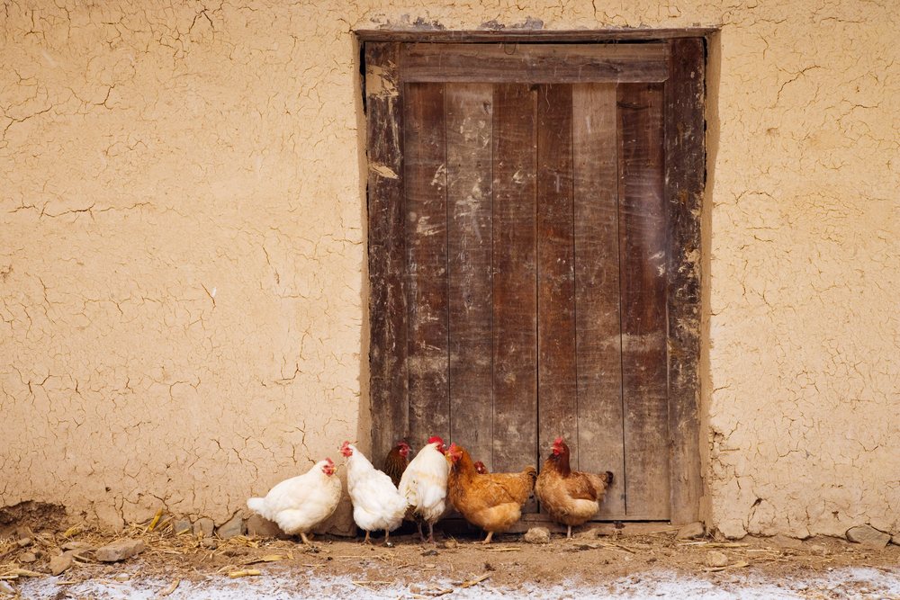 Group of white and brown chickens stand near a wooden door in a rustic mud wall building, Shaanxi Province, China.
