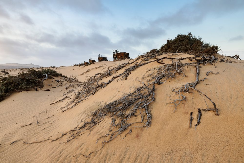 Shipwreck lodge ruins with wooden ship remains and dry branches on sand dunes at Sunset, landscape, wildlife, Namibia.
