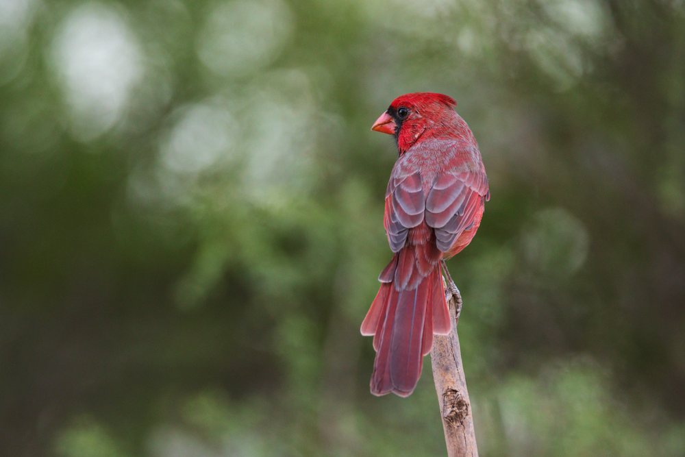 Male Cardinal bird with red feathers and dark facial mask perches on a wooden branch at Dusk, Wildlife, Rio Grande City, Texas, USA.