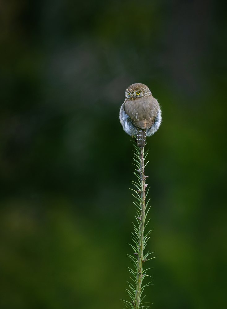 Northern Pygmy Owl perched on a slender conifer branch against a blurred green forest background, USA.