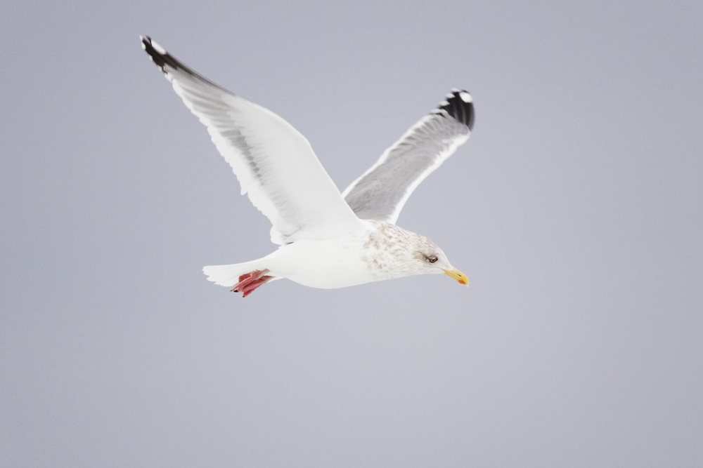 White gull with yellow beak and red legs flying with wings spread against clear sky during winter, Japan, Asia.
