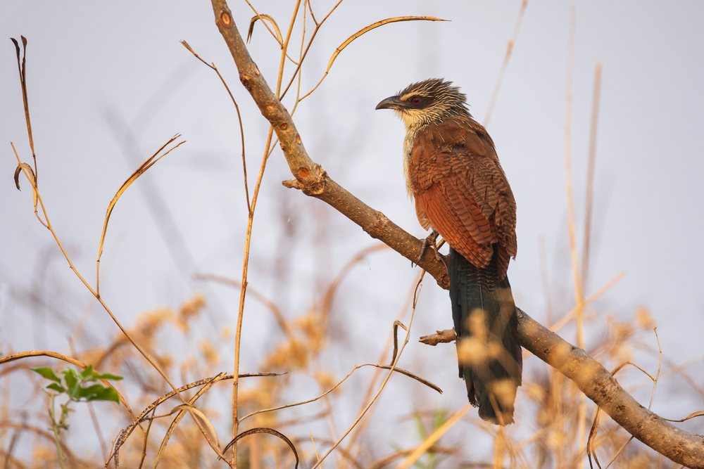 White-Browed Coucal bird perched on a branch in woodland habitat of South Luangwa National Park, Wildlife, Mfuwe, Zambia.