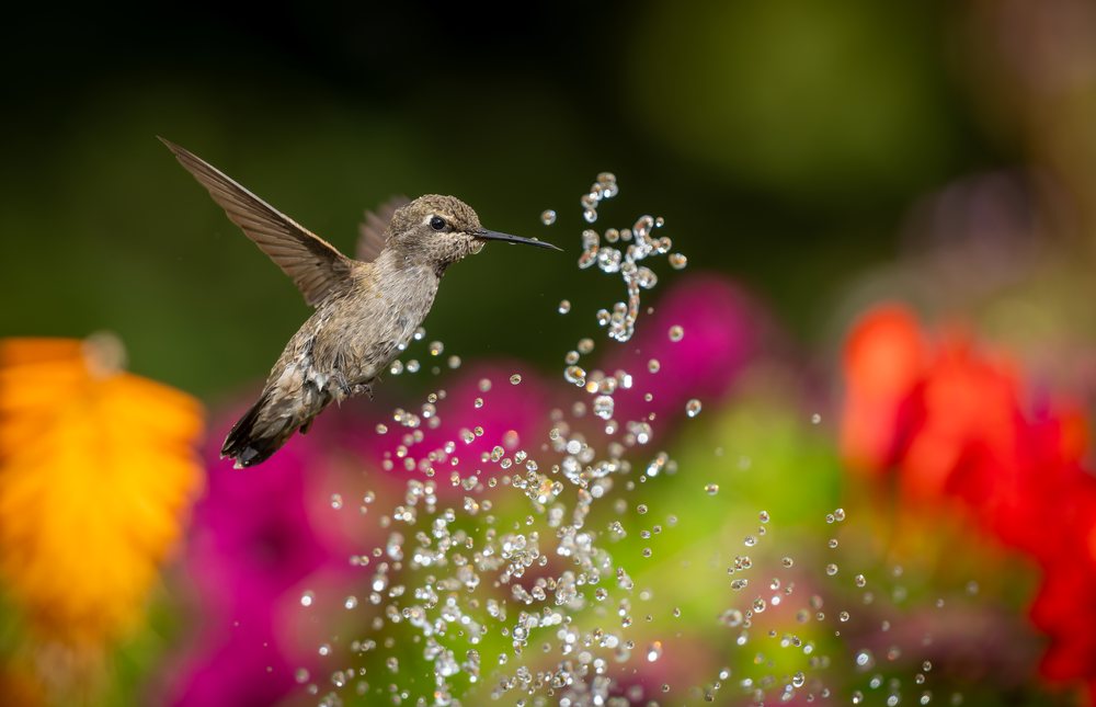 Small hummingbird hovers mid-air near suspended water droplets with colorful flowers blurred in the outdoor garden background.