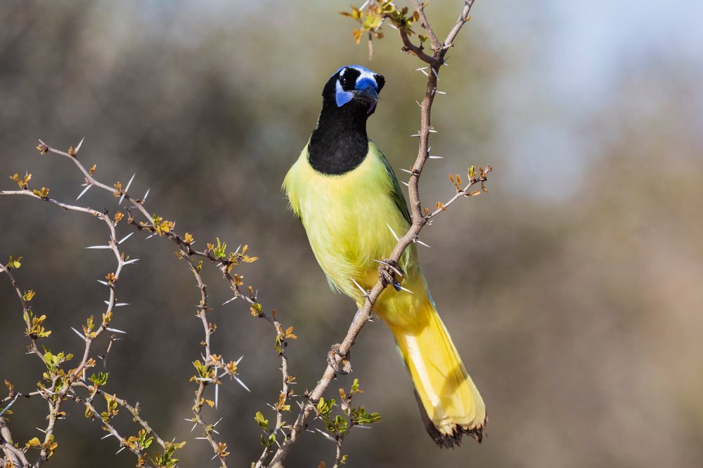 Green Jay perches on a thorny branch in its natural habitat at Santa Clara Ranch, Wildlife, McCook, Texas, USA.